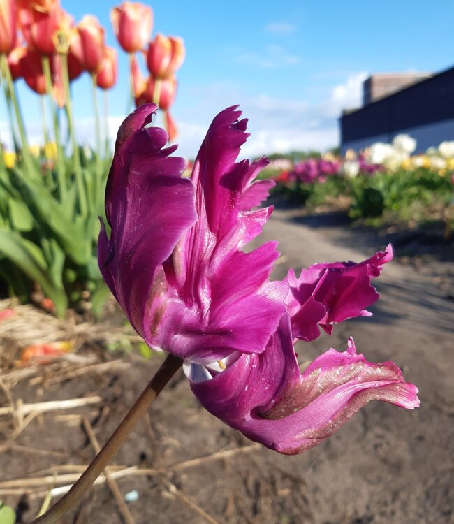 Tulipa Negrita Parrot