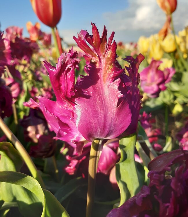 Tulipa Negrita Parrot