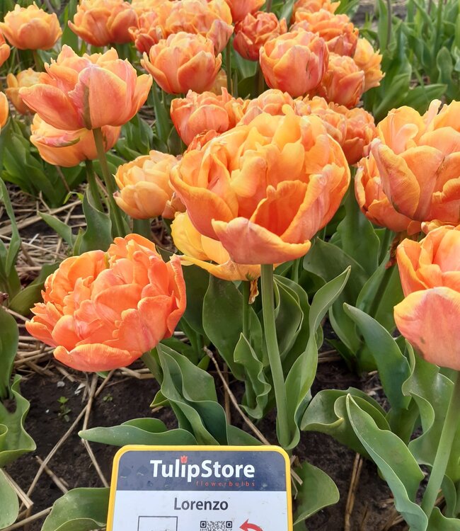 Tulipa Lorenzo