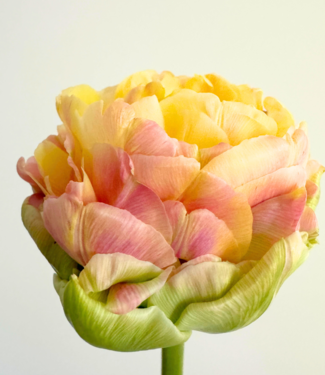 Tulp Sunrise