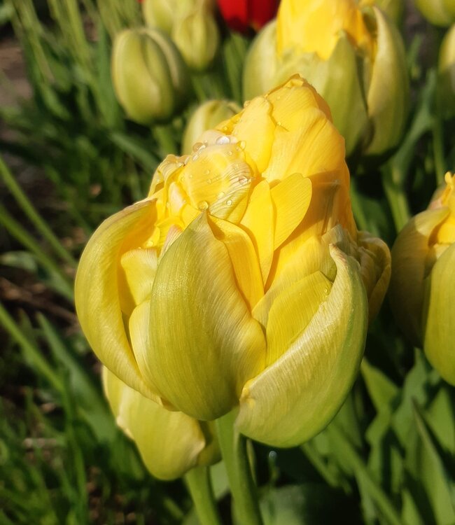 Tulip bulbs Vanilla Coup - Tulip Store