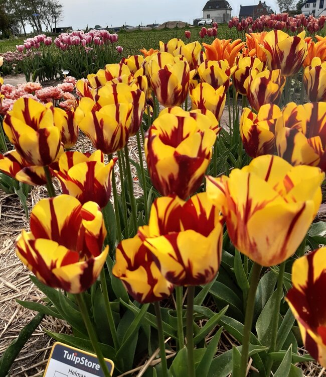Tulipa Helmar