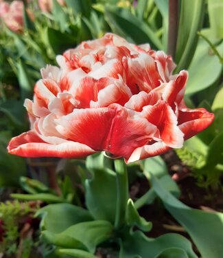 Tulipan Coventry