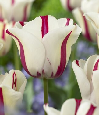 Tulipan Alise