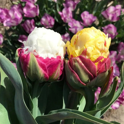 Ice cream tulips