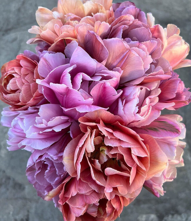 Tulipa Therese's Treasure