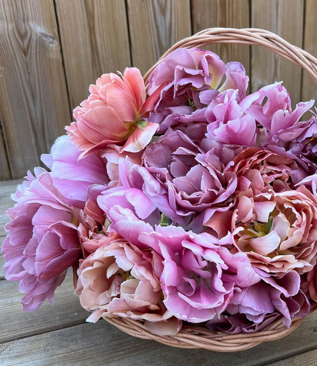 Tulipa Therese's Treasure