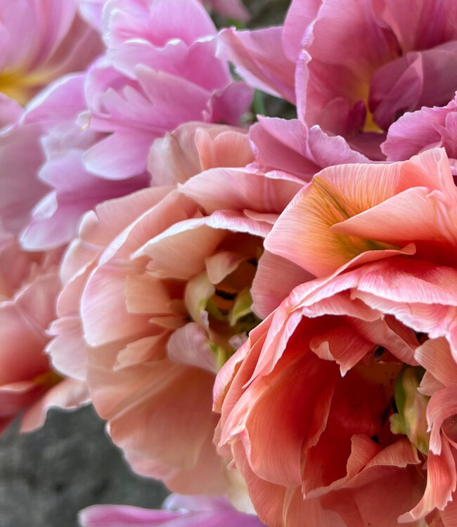 Tulipa Therese's Treasure