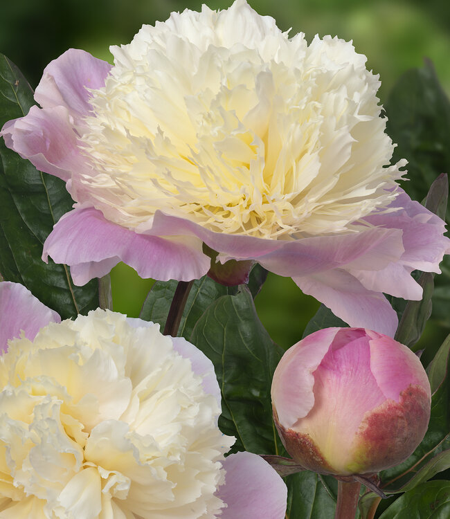 Paeonia Touch of Class
