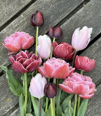 Mélange de tulipes Rosy Romance