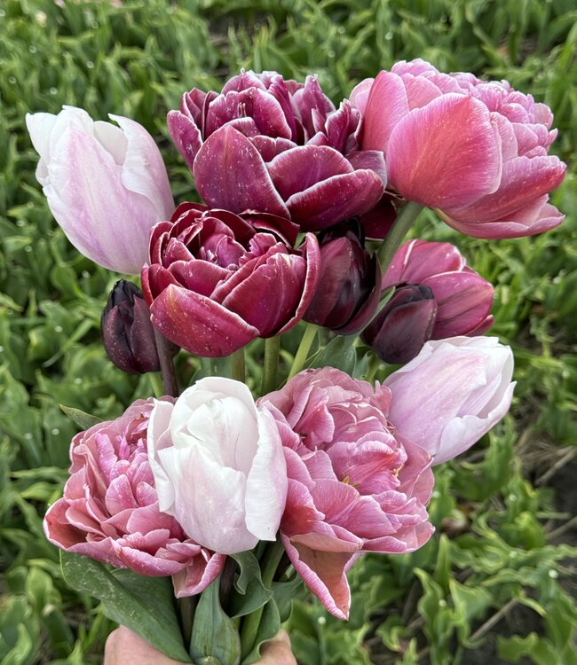 Tulipa Silver Cloud