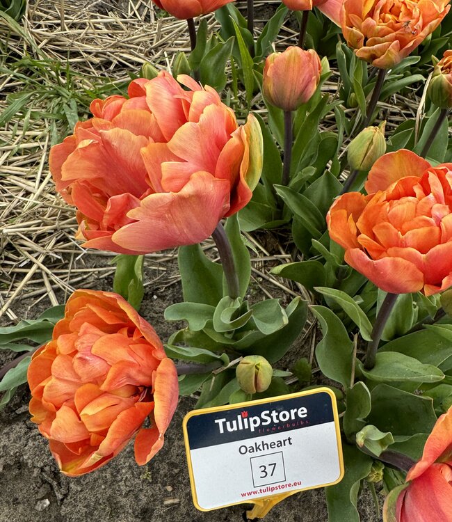 Tulpan Oakheart