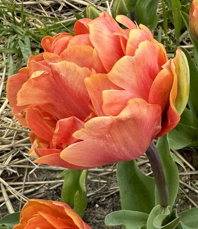 Tulp Oakheart