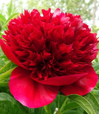 Pfingstrose Red Charm