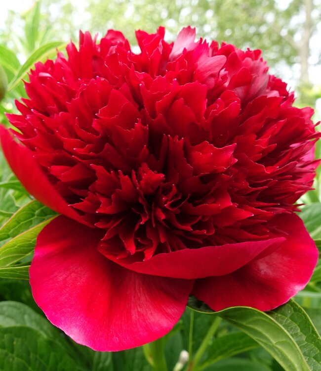Pfingstrose Red Charm