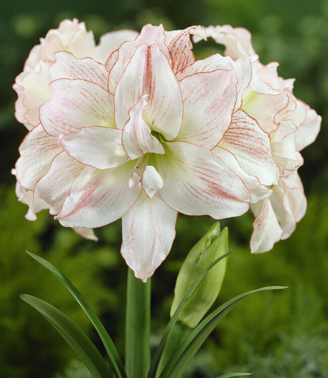 Amaryllis  Aphrodite