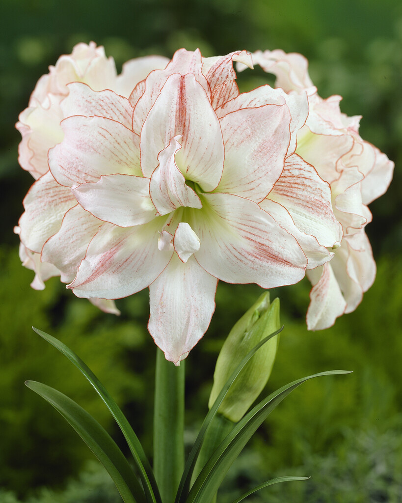 Amaryllis Aphrodite - striped richly filled flowers! - Tulip Store