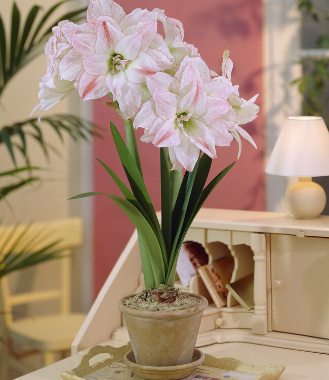 Amaryllis Aphrodite