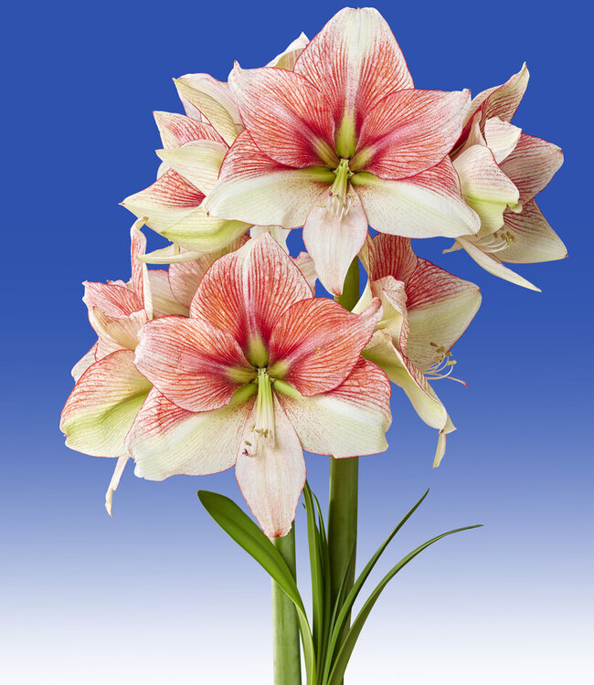 Amaryllis Grandise Fantasy