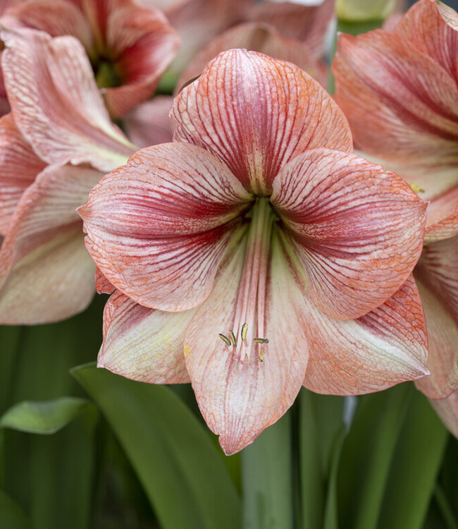 Amaryllis Provence