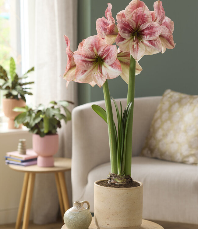 Amaryllis Provence
