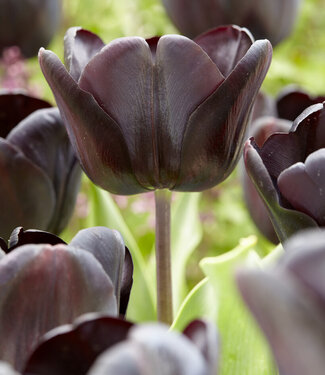 Tulp Nightwish