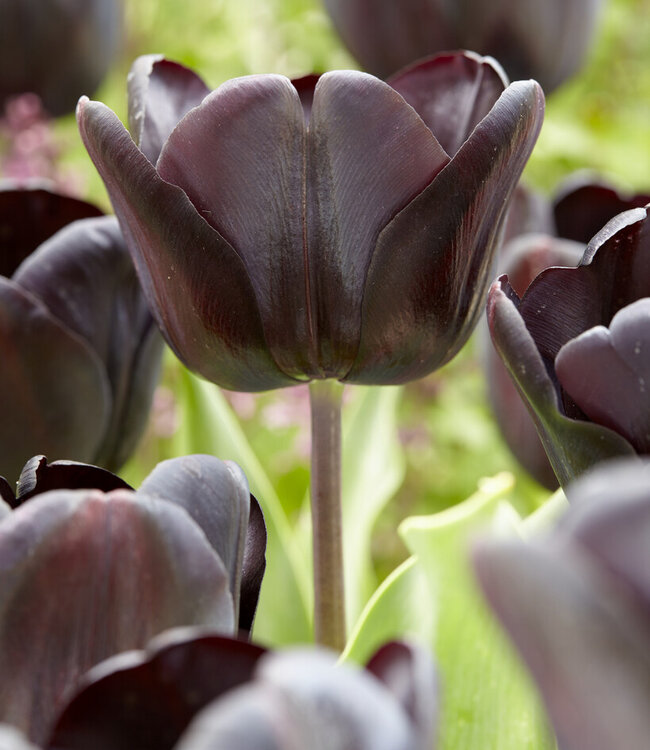 Tulpe Nightwish