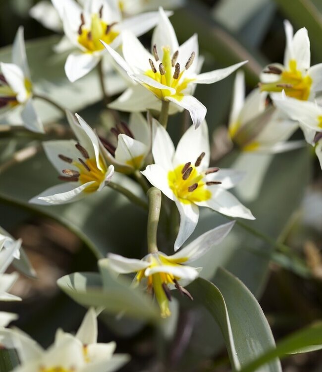 Tulipa Turkestanica () Tulipa Turkestanica