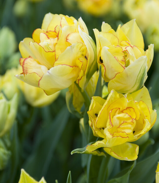 Tulpe Aquilla