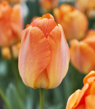 Tulp Daydream