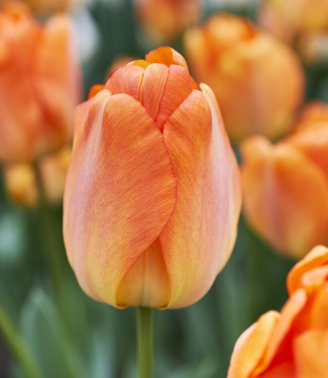 Tulp Daydream