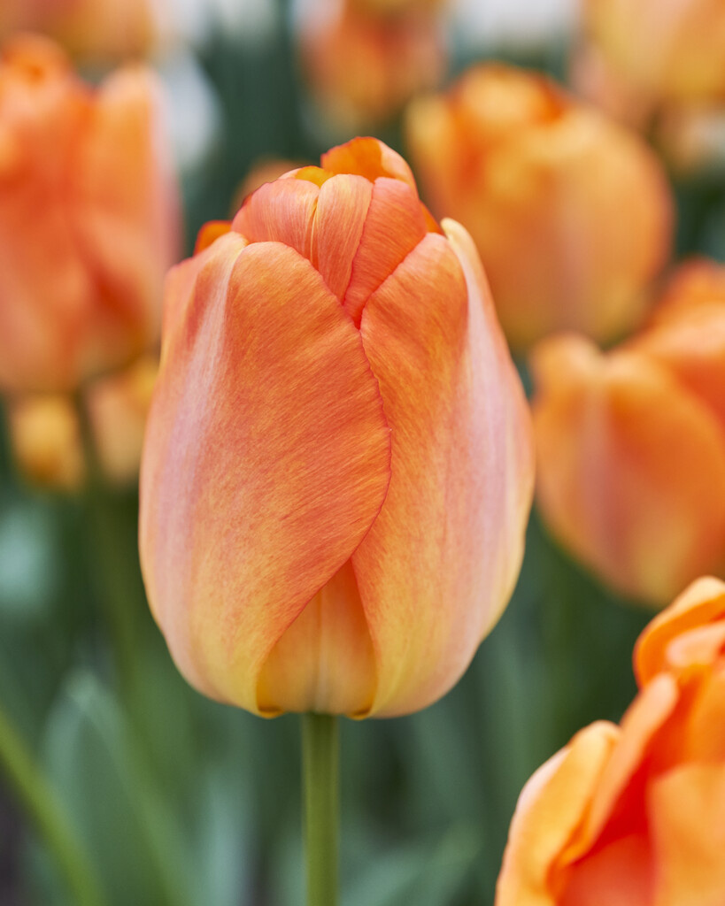 Bulbes De Tulipes Double "Orange Passion" (20 Bulbes) Tulipes