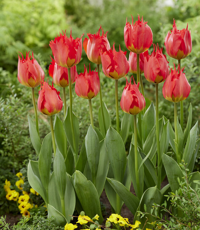 Tulipa Robbedoes