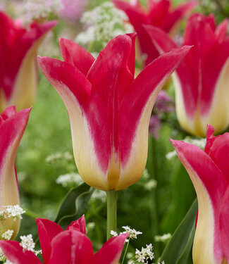 Tulpe Love Story