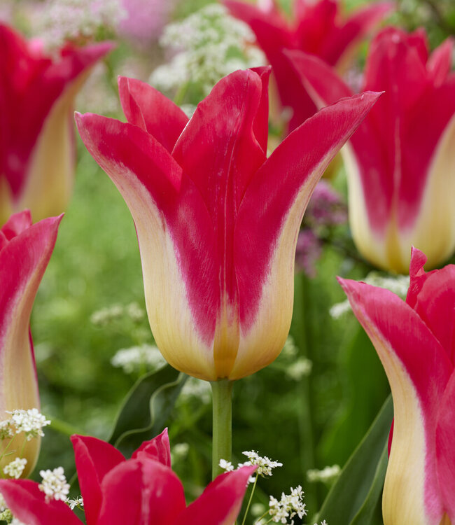 Tulpe Love Story