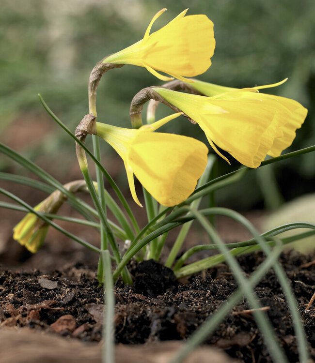 Żonkil Diamond Ring
