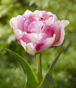 Tulip Double Shake