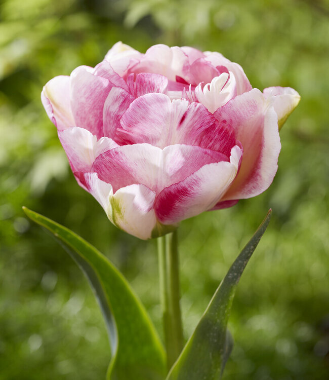 Tulipe Double Shake