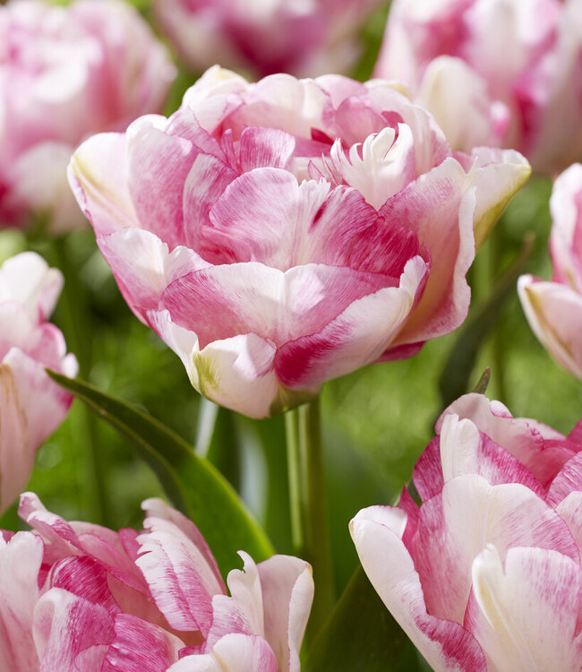 Tulipa Double Shake