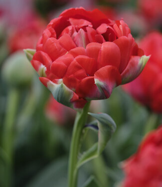 Tulipan Bombastic Red