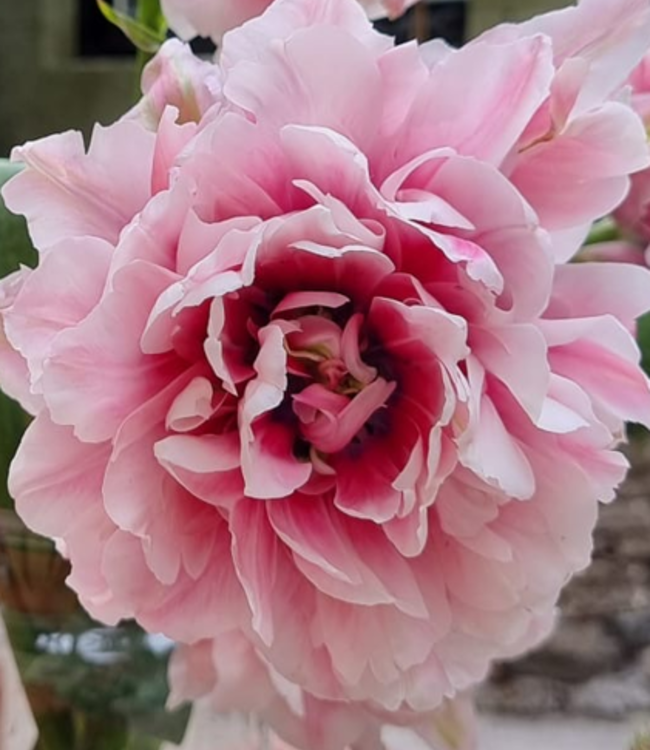 Tulipan Magic Sensation