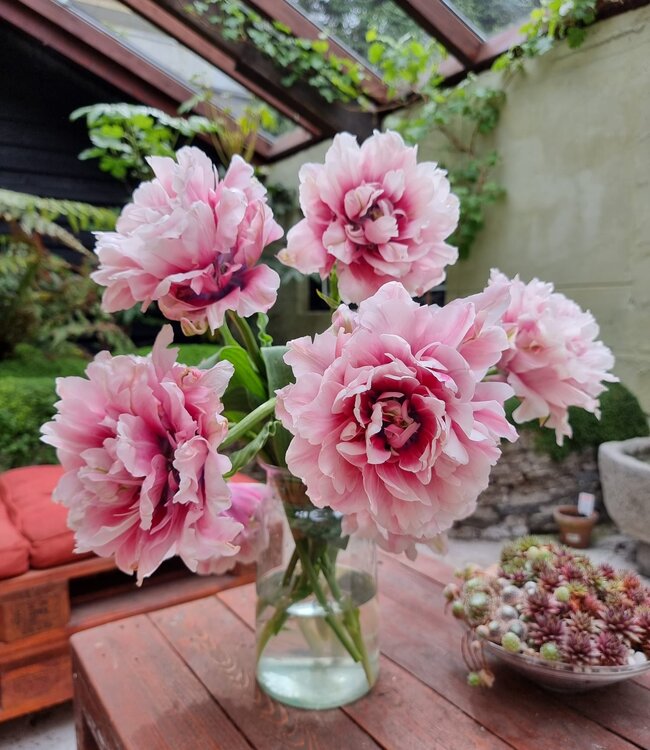 Tulipa Magic Sensation