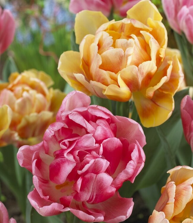 Tulipa Foxtrot Fusion