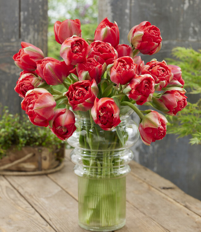 Tulipe Bombastic Red