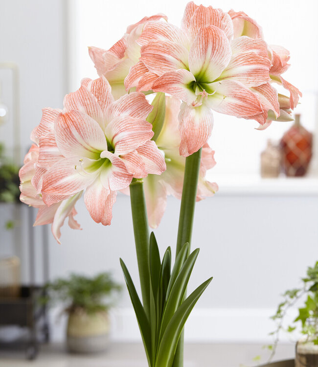 Amaryllis  Giant Amadeus
