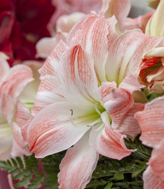 Amaryllis  Giant Amadeus