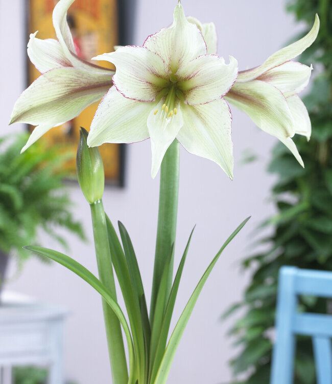 Amaryllis  Magic Green