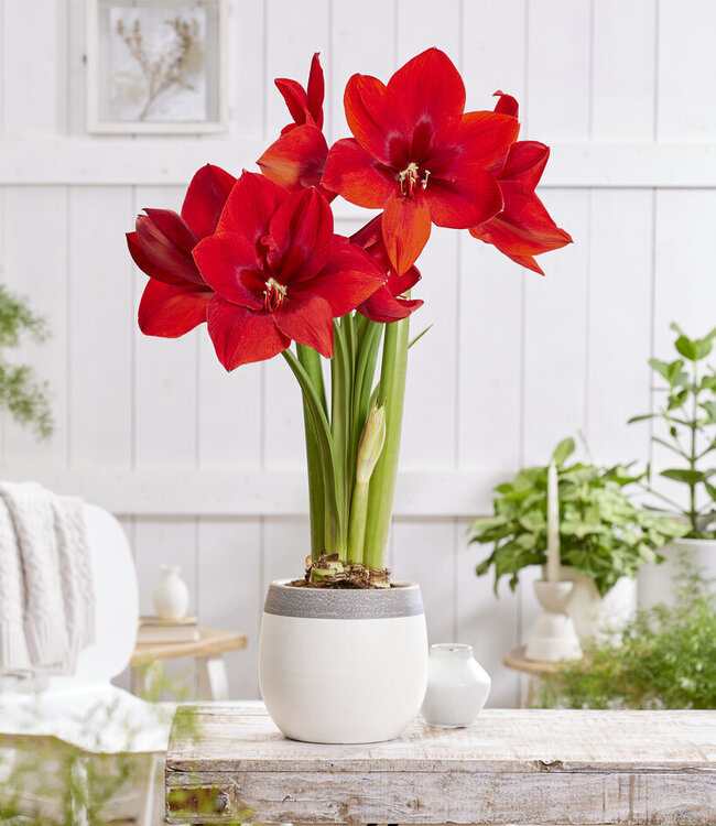 Amaryllis Red Cream