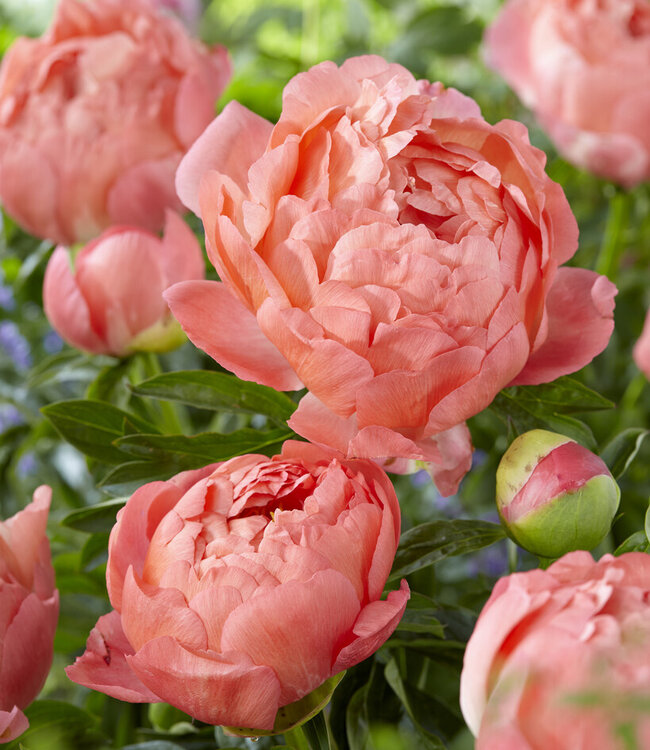 Piwonia Coral Sunset