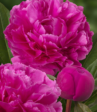 Peony Dayton